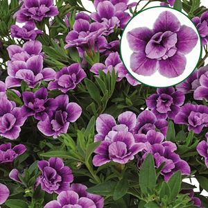 Afbeelding van Calibrachoa double P12 special purple bicolor